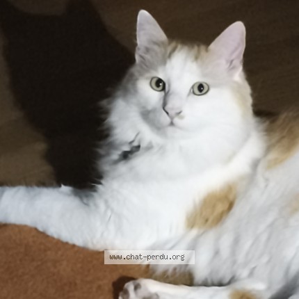 Photo of a cat found in Vandoeuvre