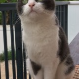 Lilla