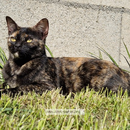 Photo of a cat found in Brueil En Vexin