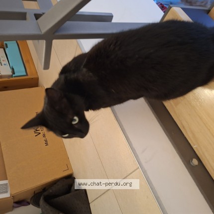 Foto 1/1 cachou Kat vermist in Couvin