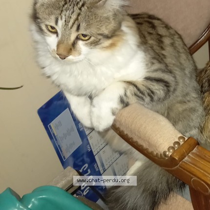 Photo of a cat found in Sourcieux Les Mines