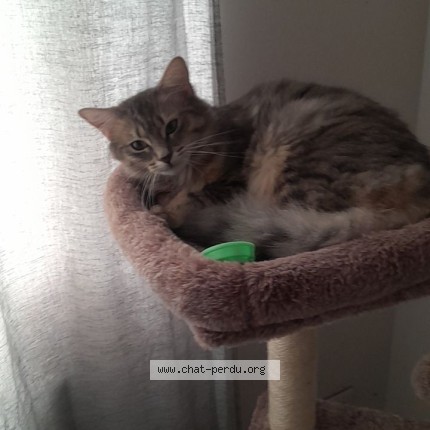 Photo of a cat found in Ressons Sur Matz