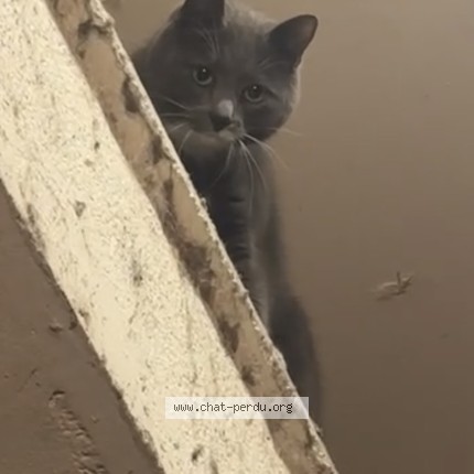 Photo of a cat found in Paris