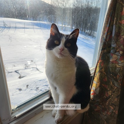 Photo 1/1 whiskie Cat lost in Bromont