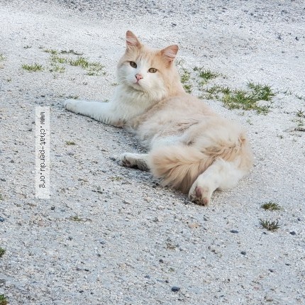 Photo of a cat found in Bar Le Duc