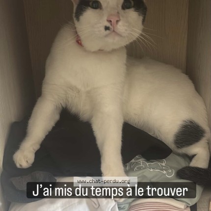 Photo of a cat found in Grands Bois