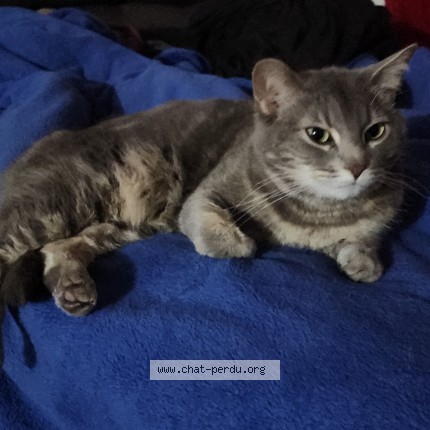 Photo 1/1 Panko Cat lost in Limoilou