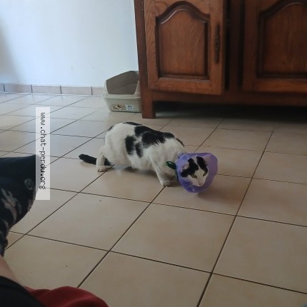 Photo of a cat found in Dijon