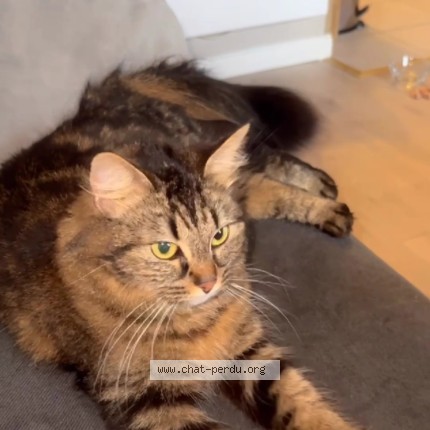 Photo of a cat found in Meaux