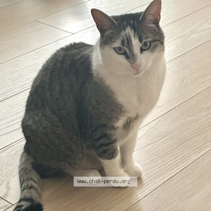 Photo of a cat found in Guilers