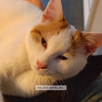 Photo of a cat found in Loriol Sur Drome