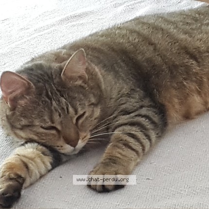 Photo of a cat found in Ploeren