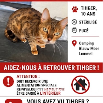 Photo of a cat found in Lommel