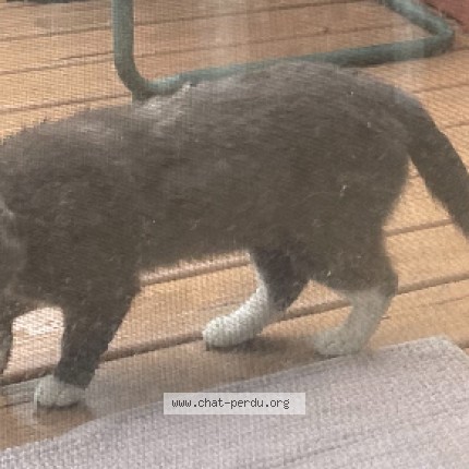 Photo 1/1 Found cat Found in Laval Sainte Dorothee