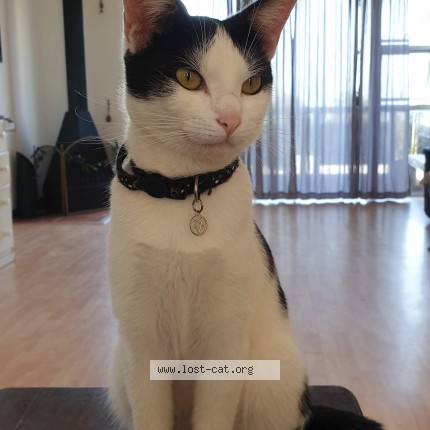 Photo 1/1 Beans Cat lost in Blue Horizon Bay
