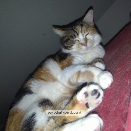 Photo of a cat found in Montargis