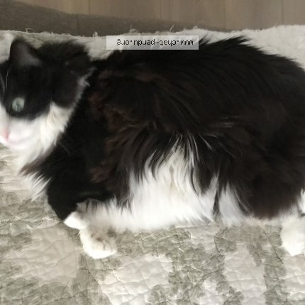 Photo of a cat found in Roqueseriere