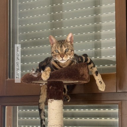 Photo of a cat found in Montreuil