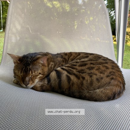 Foto einer verlorenen Katze in La Tour De Peilz