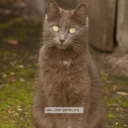 Photo of a cat found in Versailles