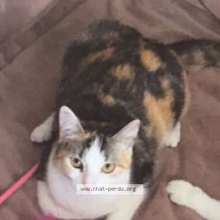 Photo of a cat found in Xeuilley