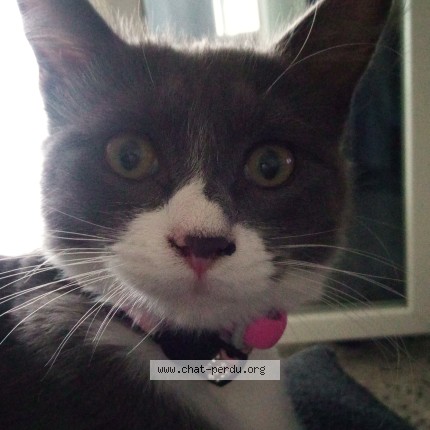 Photo of a cat found in Monteux
