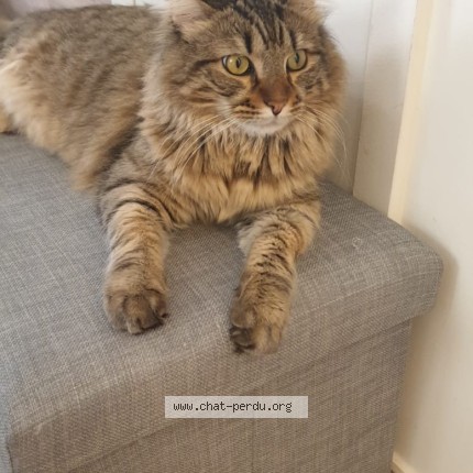 Photo of a cat found in Antibes