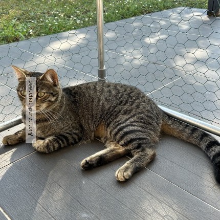 Photo of a cat found in Tagnon