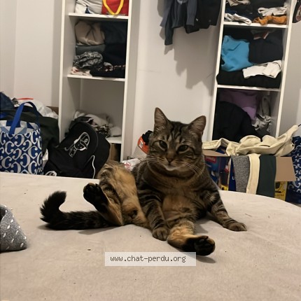 Photo of a cat found in Pertuis