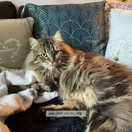 Photo of a cat found in Liancourt