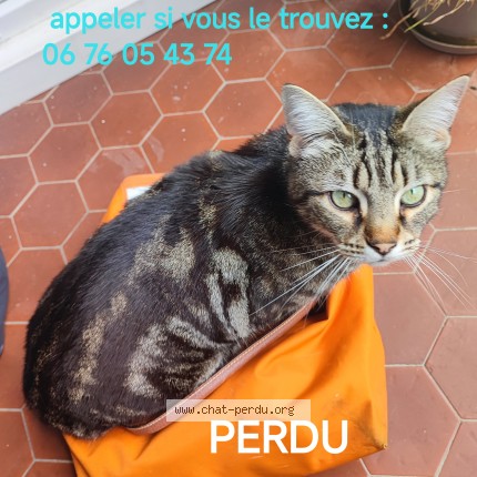 Photo of a cat found in Ramonville Saint Agne