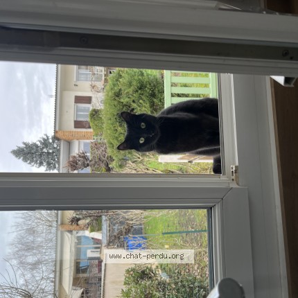 Photo of a cat found in Charnay Les Macon