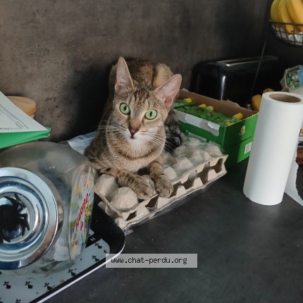 Photo of a cat found in Dreux