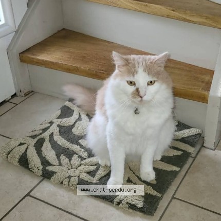 Photo of a cat found in Neuville Saint Vaast