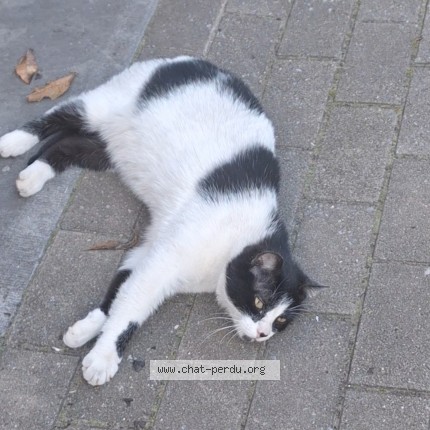 Foto van gevonden kat in Etterbeek