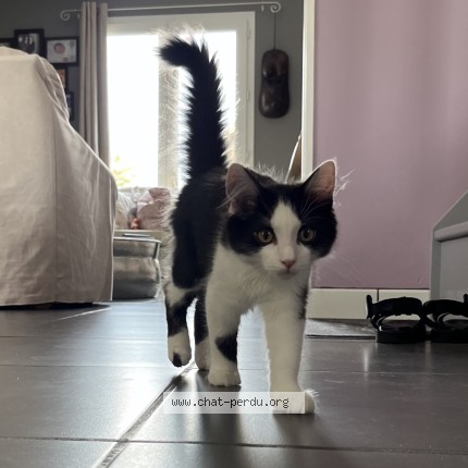Photo of a cat found in Pessac