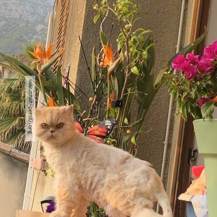 Photo of a cat found in Toulon