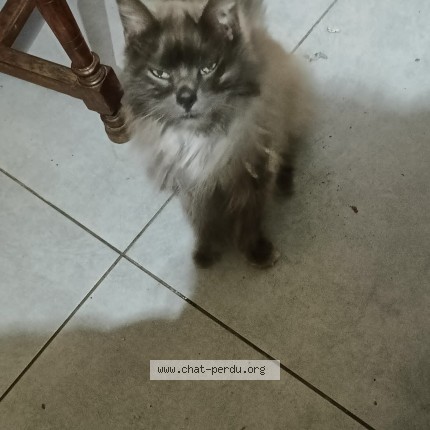 Foto 1/1 Kat gevonden Gevonden in Liege