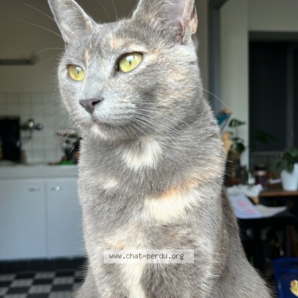 Photo of a cat found in Penmarch