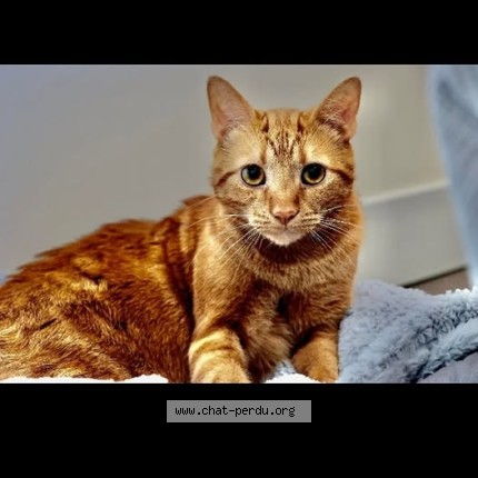 Photo 1/1 toto Cat lost in Saint Jerome