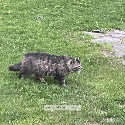 Photo 2/3 Found cat Found in La Presentation