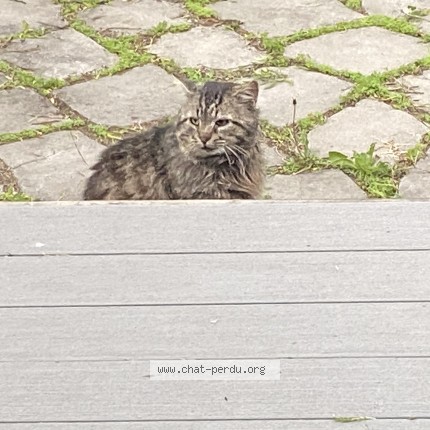 Photo 3/3 Found cat Found in La Presentation