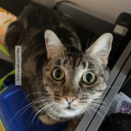 Photo of a cat found in Eybens