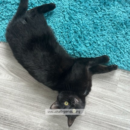Photo of a cat found in Pontchateau