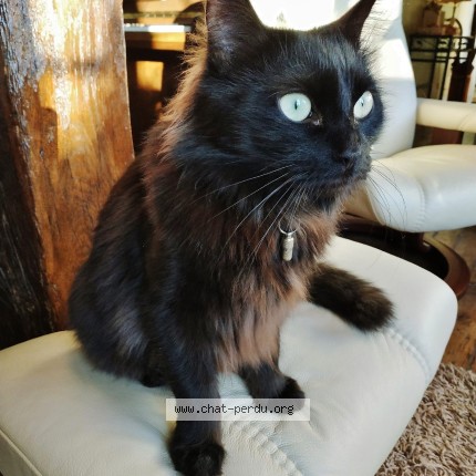 Photo of a cat found in Chamalieres