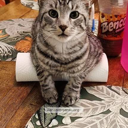 Photo of a cat found in Le Perray En Yvelines