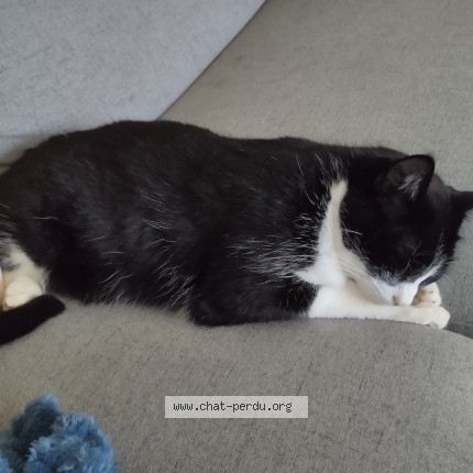 Photo of a cat found in Illiat