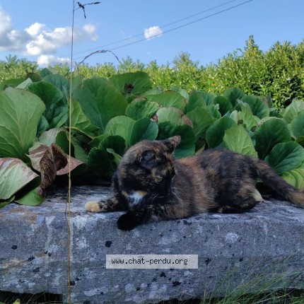 Photo of a cat found in Dampierre 39700