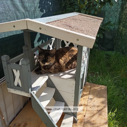 Photo of a cat found in St Leger Pres Troyes