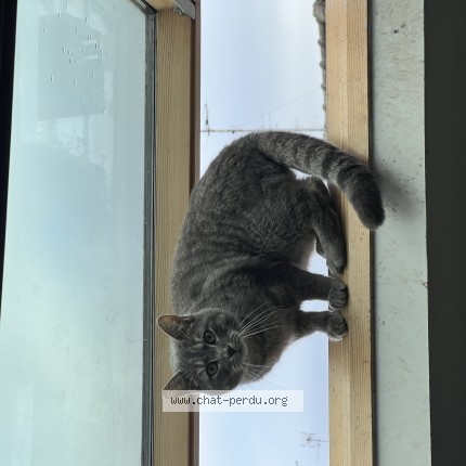 Photo of a cat found in Saint Andre Lez Lille